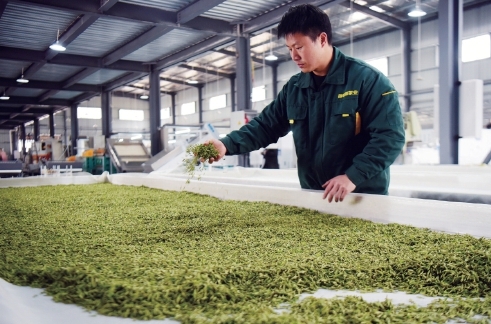早春茶飄香 品牌齊爭艷——各地茶葉品牌建設(shè)的生動實踐